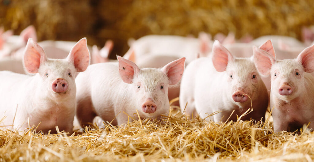 jims-farm-meat-farm-pigs-group-standing