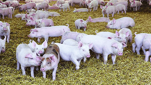 jims-farm-meat-roasting-pigs-on-farm