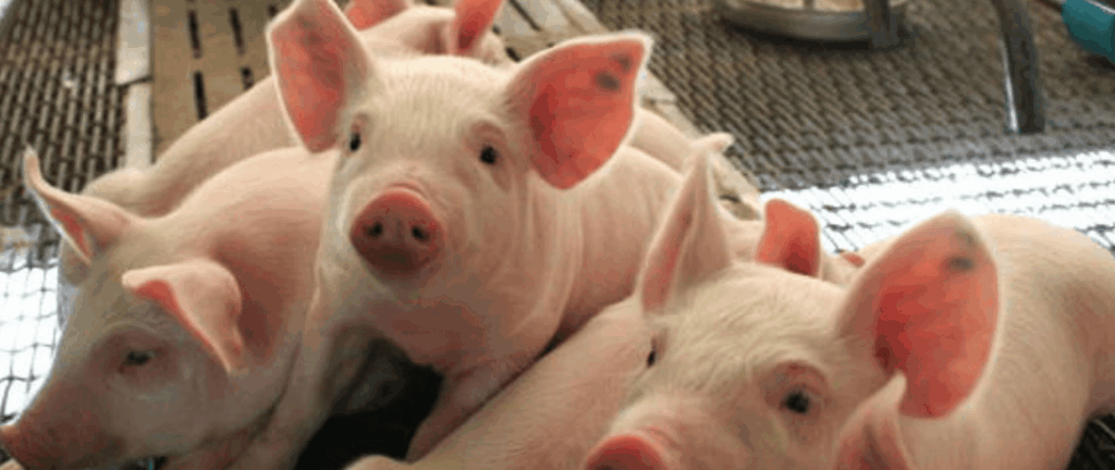 jims-farm-meat-swine-health-sustainability